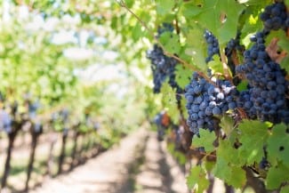 CAP AgriAssurance: $2.3M for Canadian Wine Industry