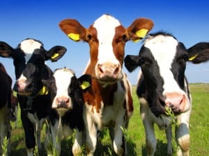 Canadian Business Grants for Dairy Industry – Matching Investment Fund