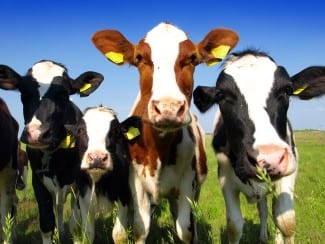 Dairy Processing Investment Fund: $1.5M in Agriculture Grants Awarded