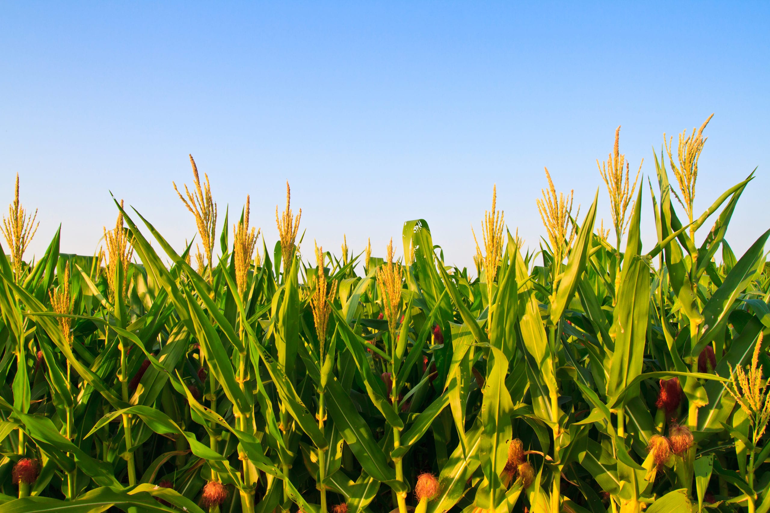 bigstock-Corn-plant-and-flower-against--46477669