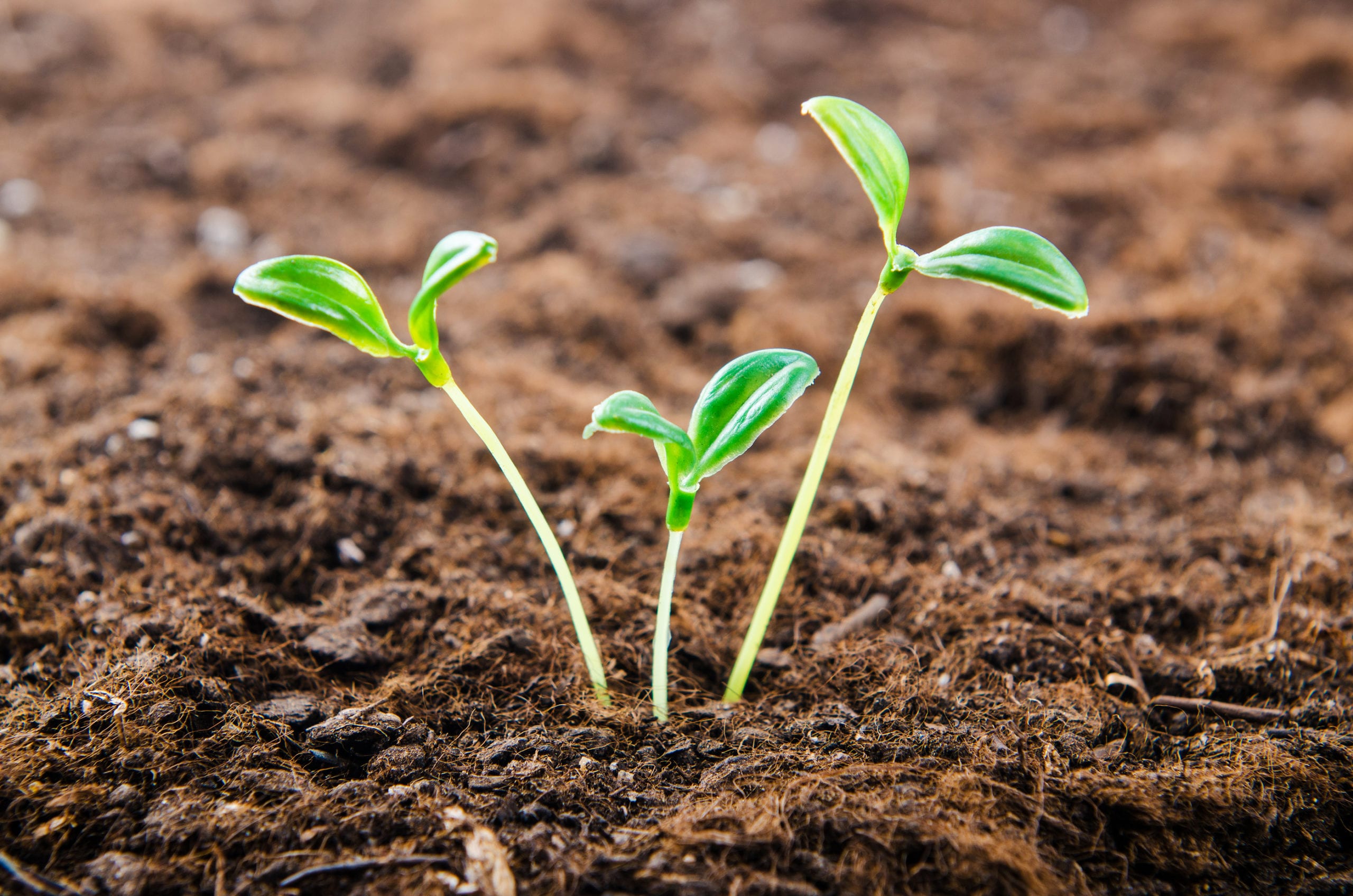 bigstock-Green-seedlings-in-new-life-co-41057149