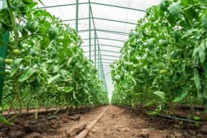 Grid Innovation Fund: Up to $500k for Indoor Agriculture
