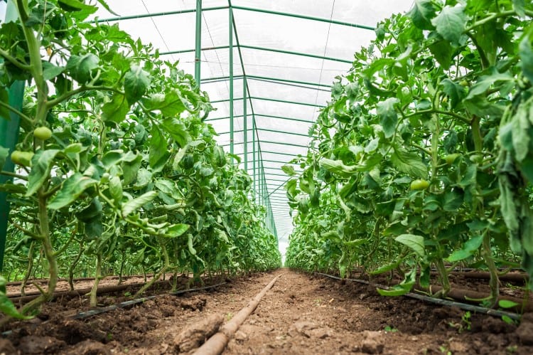 Grid Innovation Fund: Up to $500k for Indoor Agriculture