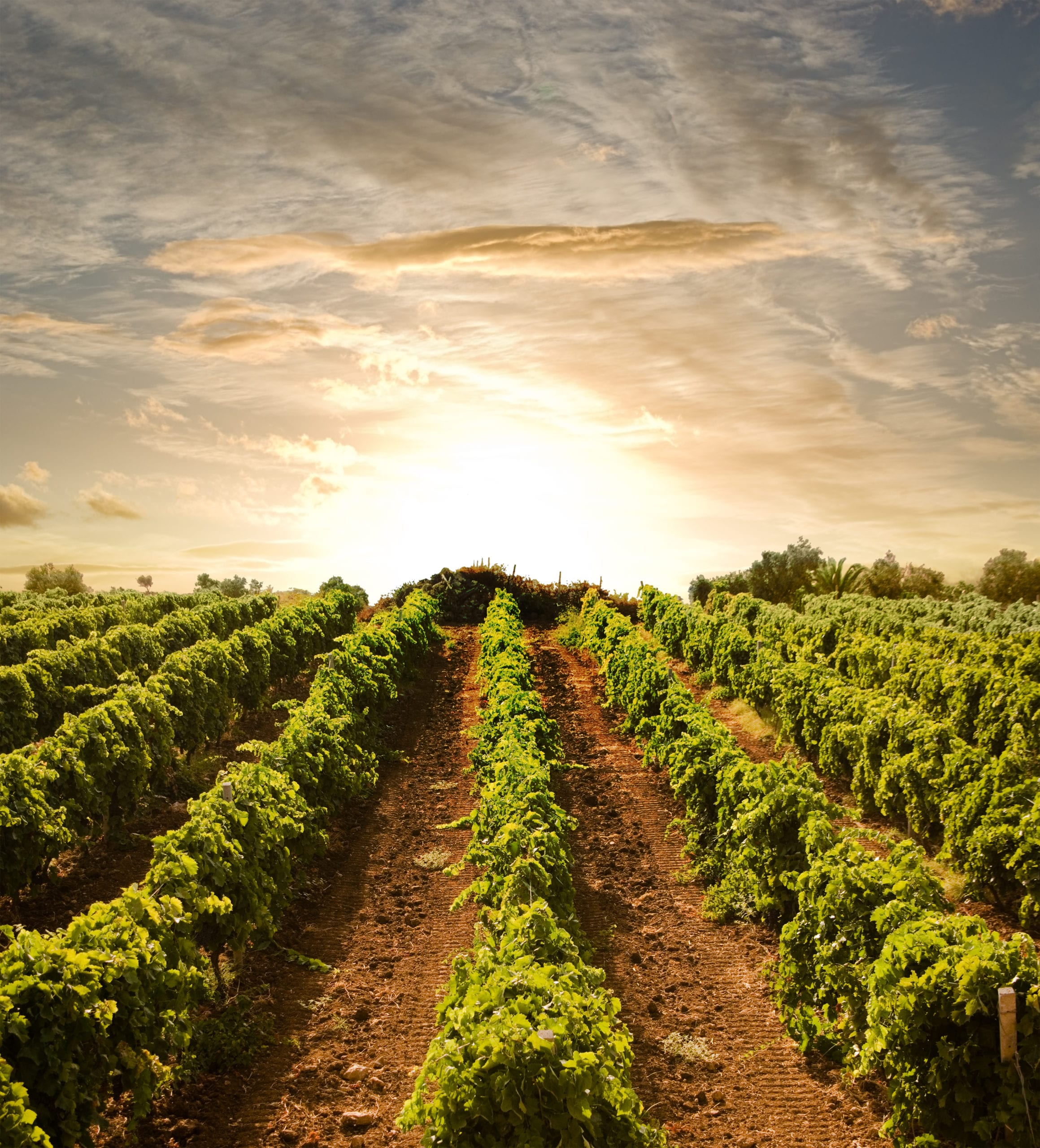 bigstock-rows-of-vines-to-sunset-26625182