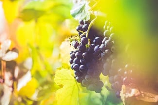 Ontario Wine Industry Receives $856,000 in Government Business Grants