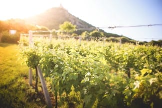 Canadian Agricultural Partnership Supports Wine Industry With $10M
