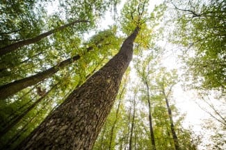 Forest Enhancement Society of BC – $27M for Environmental Projects