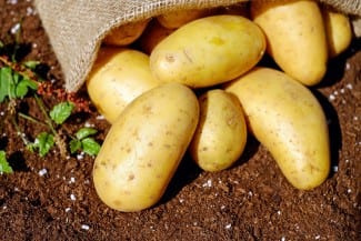 Quebec Potato Plant Receives $4.5M for Industry 4.0 Technologies