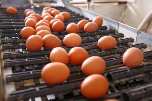 Fresh and raw chicken eggs on a conveyor belt being moved to the packing house. Consumerism egg production automated business organic farming concept.