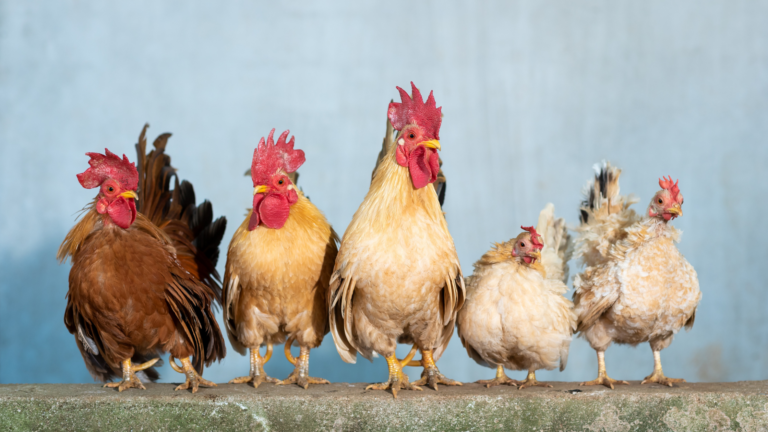 CAP – Poultry Biosecurity Preparedness Initiative (PBPI) 