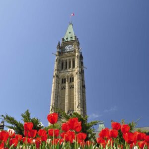 The Canadian Parliament Building framed by Red Tulips in the Spring in Ottawa, Ontario — the nation's capital. Canadian Tulip Festival in Ottawa, Canada. The focus is on the Peace Tower.