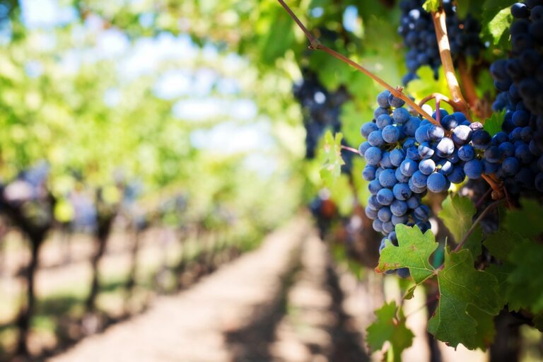Top Funding Programs for Canadian Wineries